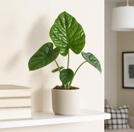 Alocasia Likiwan (Rare Plant) – Live Indoor Houseplant – Easy Care Tropical Starter Plant, Beginner Friendly Decorative Foliage